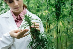Female scientist in a hemp field checking plants and flowers, alternative herbal medicine concept