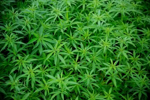 cannabis marihuana greenfaculty fertilizantes nutrientes abonos ecológicos