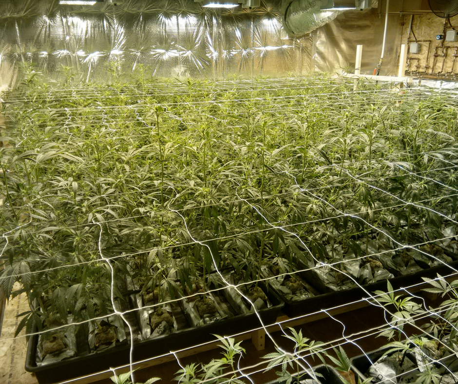 Cannabis Osmosis marihuana greenfaculty cultivo