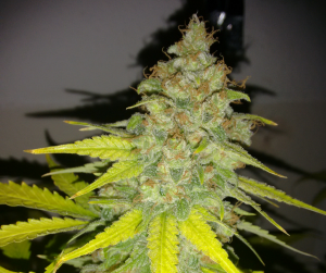 floración marihuana cannabis greenfaculty