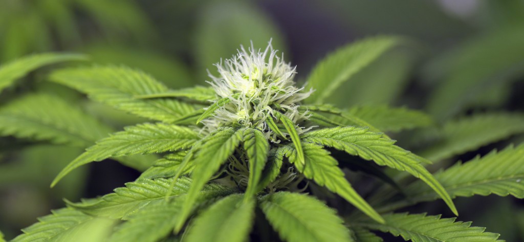 marihuana-cannabis-fertilizantes-nutrientes-abonos-greenfaculty-floración-faculty-bloom