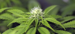 los mejores fertilizantes para marihuana cannabis
