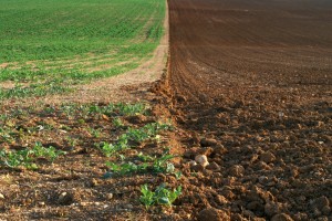 campo materia orgánica greenfaculty fertilizantes nutrientes abonos ecológicos