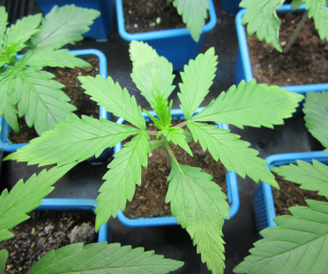 marihuana cannabis crecimiento grow greenfaculty