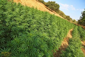 cultivo-de-marihuana-en-exterior-greenfaculty