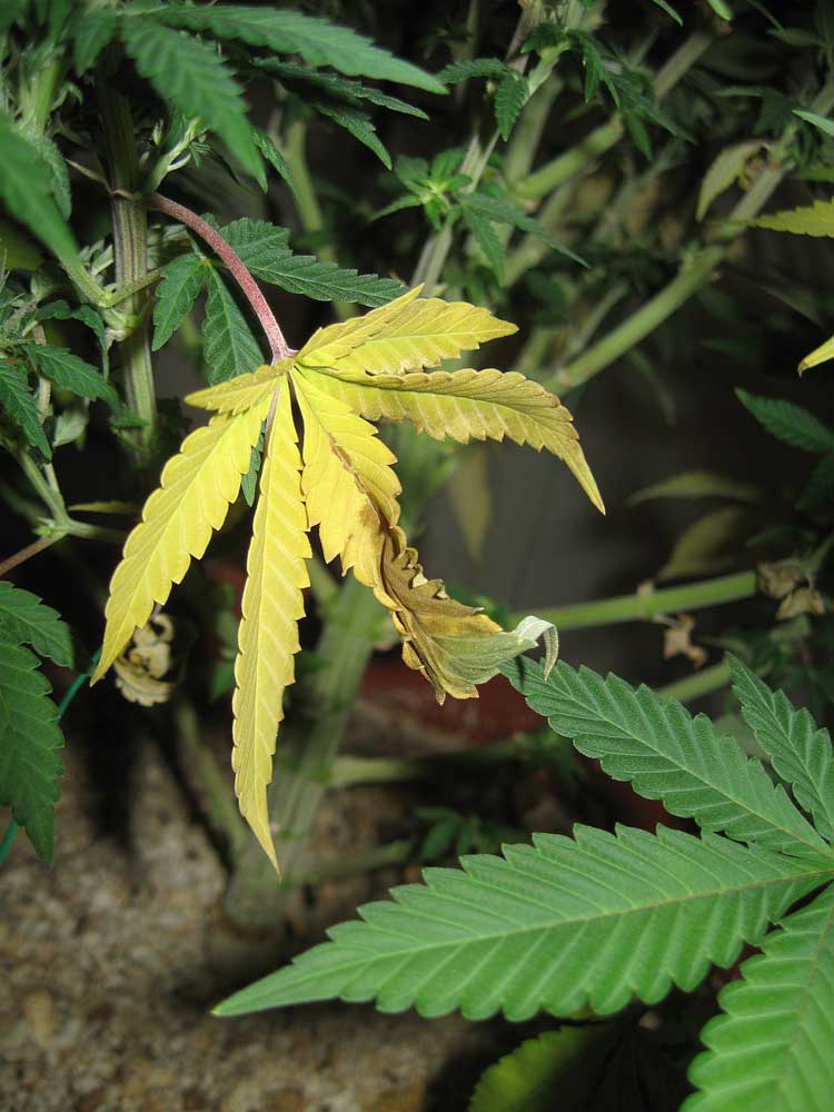 carencia-nitrógeno-marihuana-cannabis