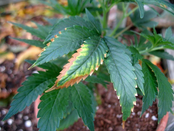 exceso-potasio-marihuana-cannabis-greenfaculty