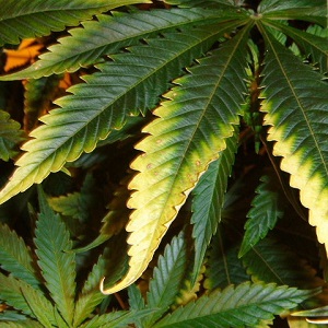 carencia-potasio-marihuana-cannabis-greenfaculty