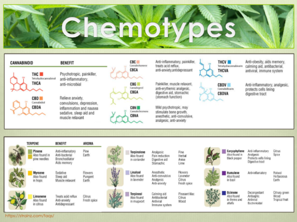 Qu Son Los Terpenos Y Cannabinoides De La Marihuana