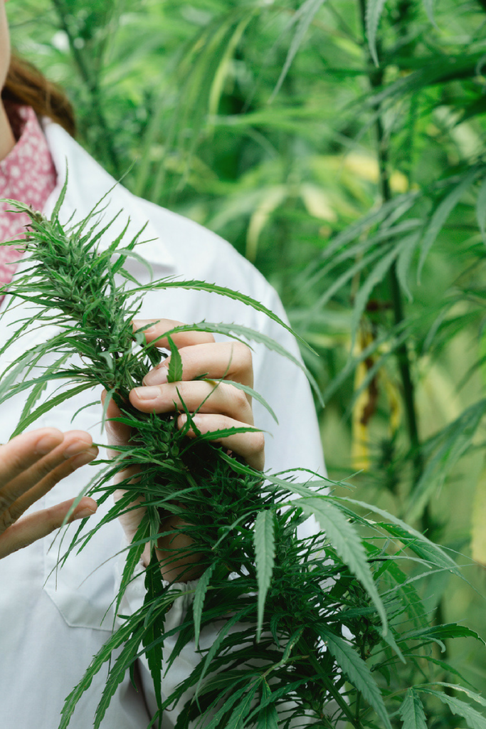 greenfaculty los mejores fertilizantes para marihuana