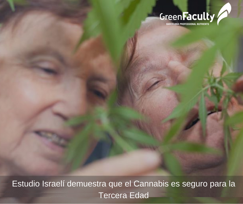 El Cannabis para personas mayores con dolores