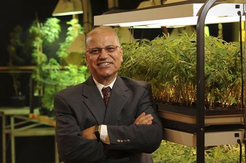 Dr. Mahmoud ElSohly cultivador Marihuana