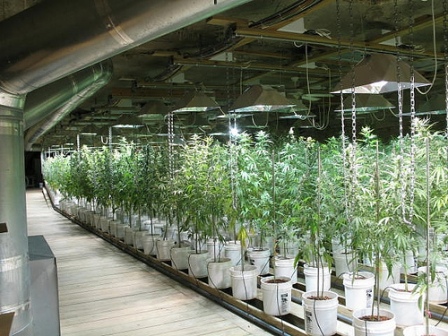 habitación de cultivo hidroponico marihuana