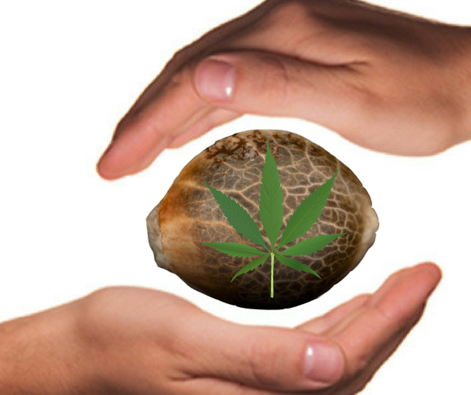 Cómo conservar en perfecto estado las semillas de marihuana 