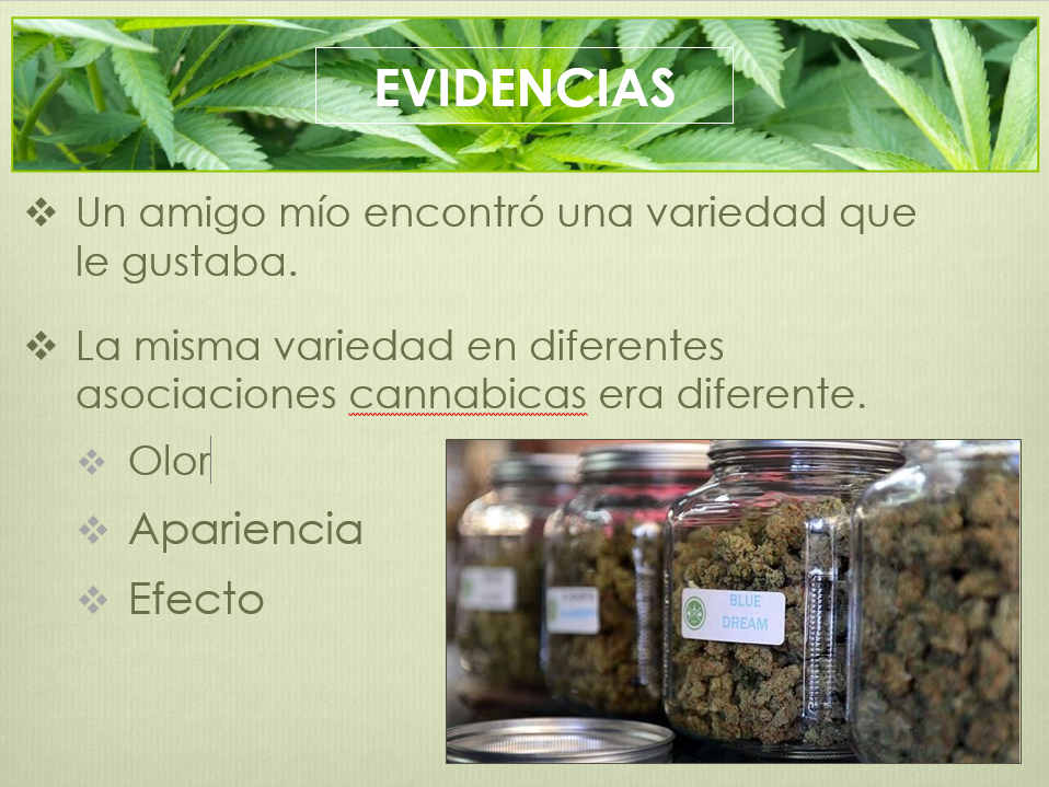 diferencias entre indicas y sativas diferencias entre indicas y sativas