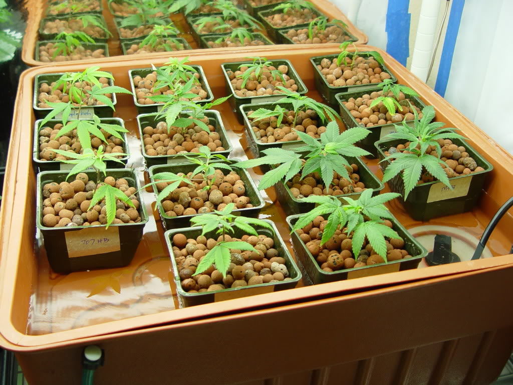 Cultivo hidropónico flujo y reflujo marihuana cannabis