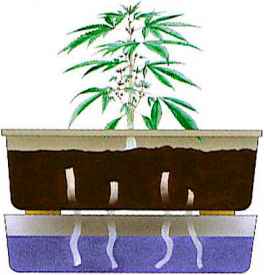 cultivo hidropónico marihuana cannabis en sistema de mechas