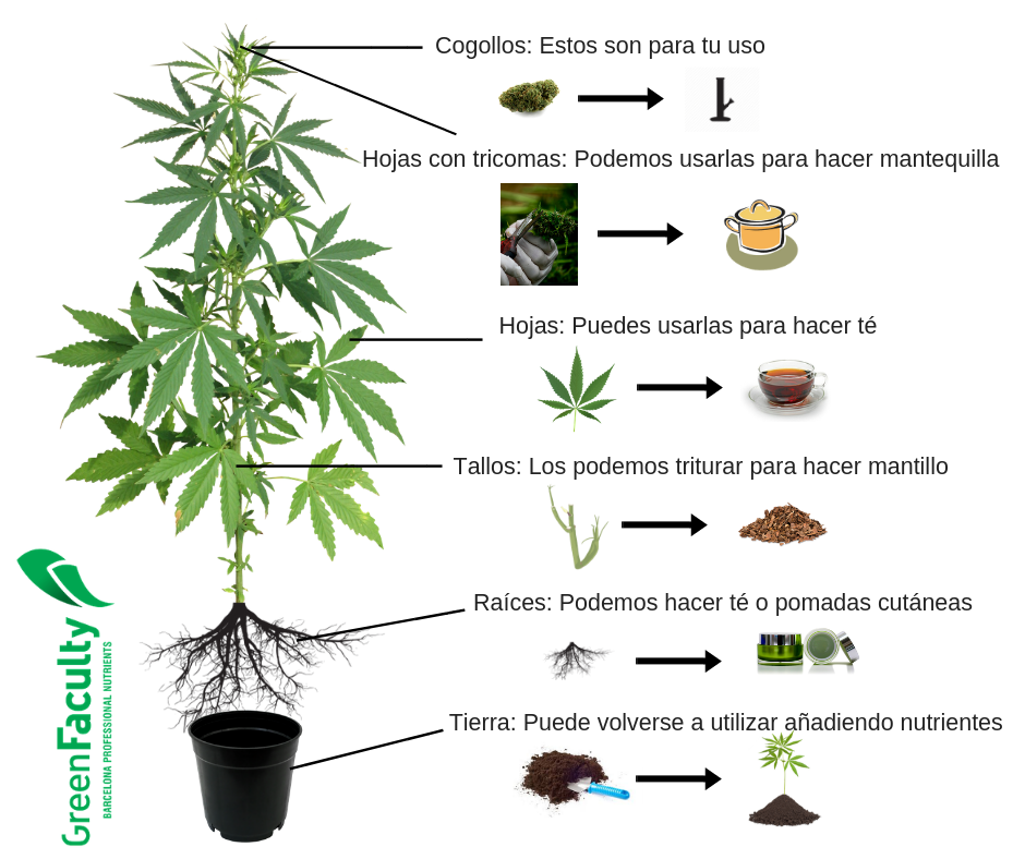 Usos partes sobrantes marihuana cannabis, tallos, hojas, raíces